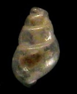 Odostomia scalaris? Tarifa ariva